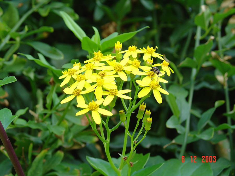 Senecio angulatus